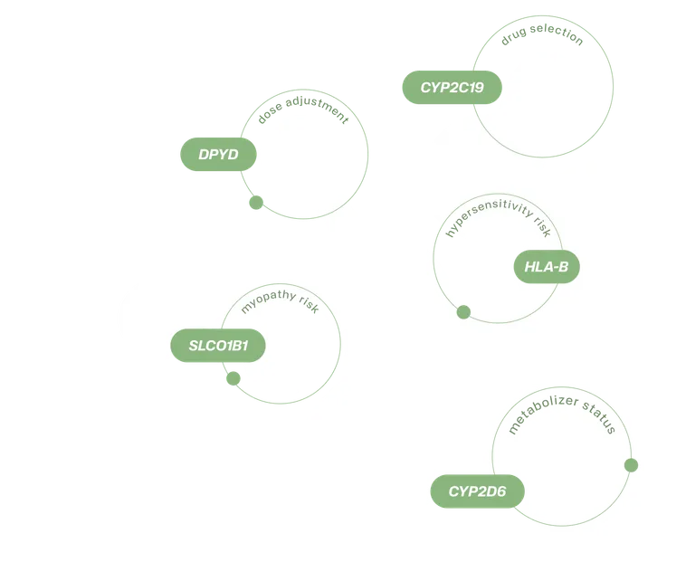 A cluster of pharmacogenes the platform reports on: CYP2C19, DPYD, HLA-B, SLCO1B1 and CYP2D6